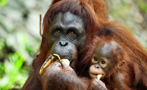 Orangutans in Sarawak