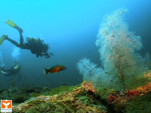 miri sibuti diving